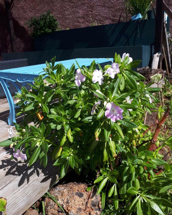 Casa Benedita ปอนตา ดู ปาร์โก ภายนอก รูปภาพ